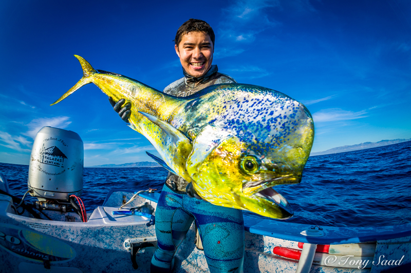 dorado mahi mahi spearfishing