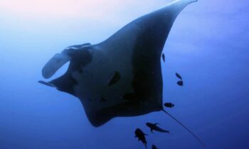 dive with rays