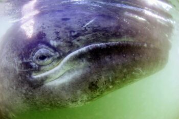 grey whale trip by palapas ventana