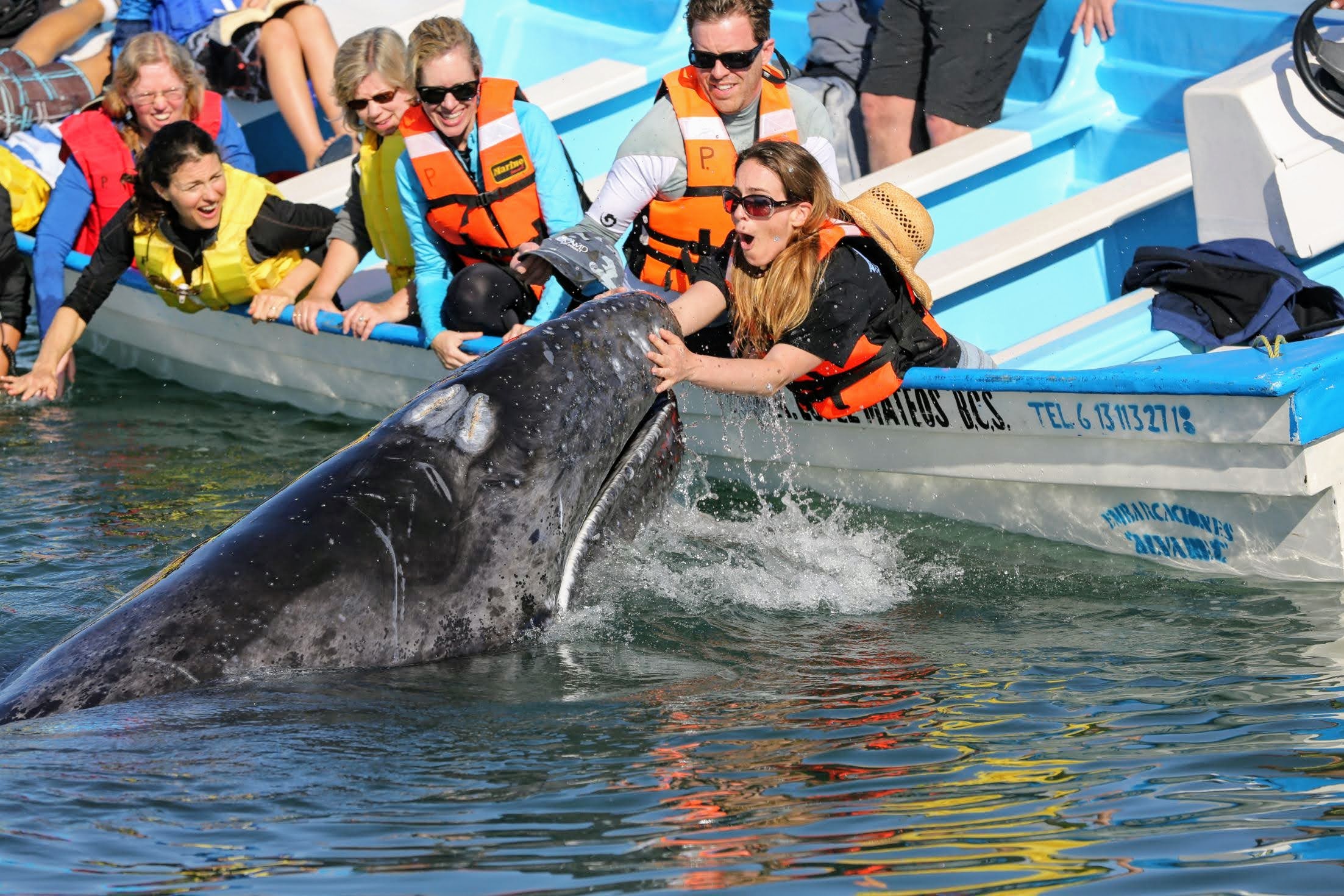 Gray Whale Birthing in Magdalena Bay, Baja, Mexico – Palapas La Ventana