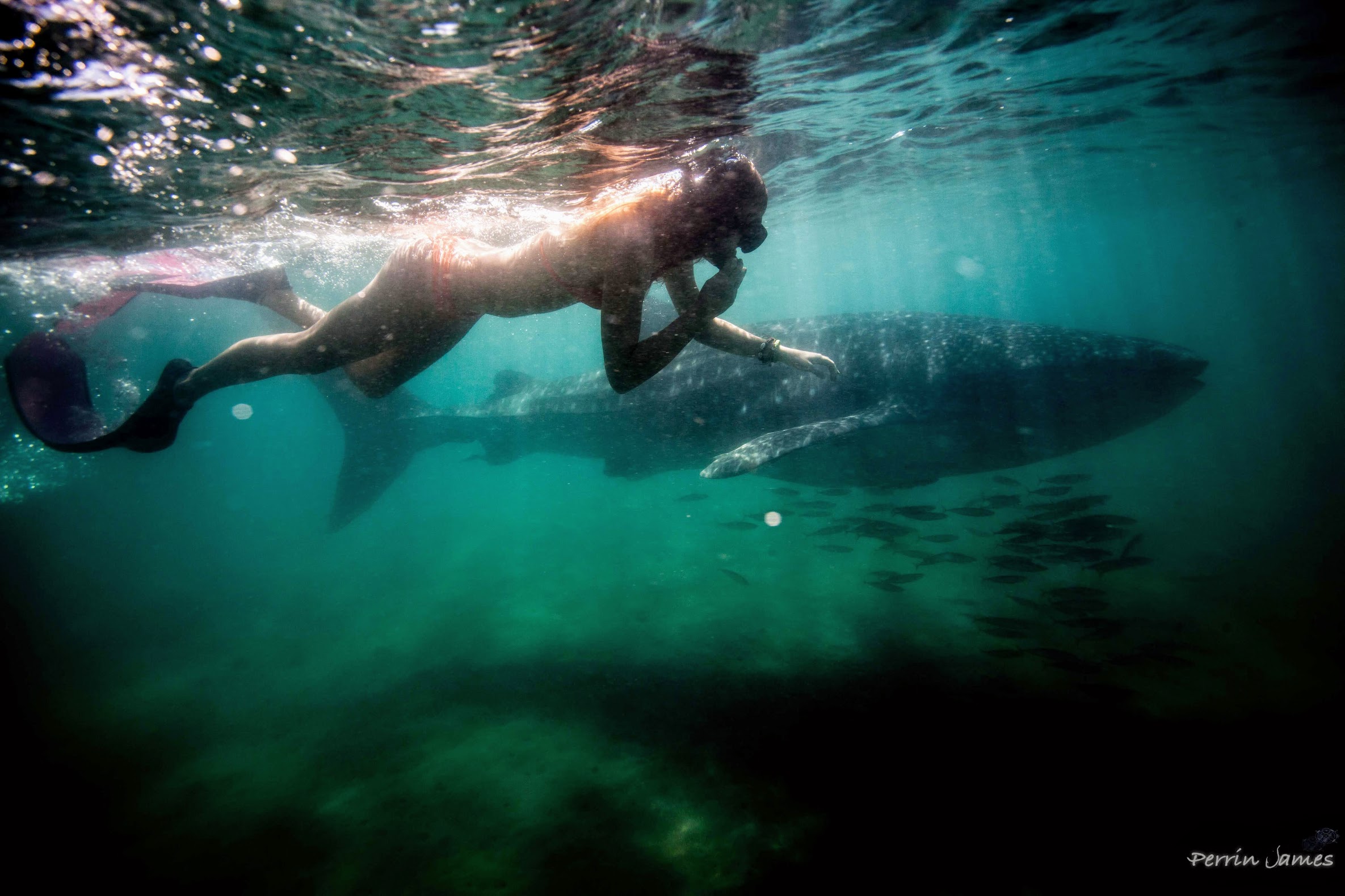 swim with a whale shark