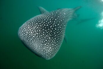 whale shark sea of cortez diving