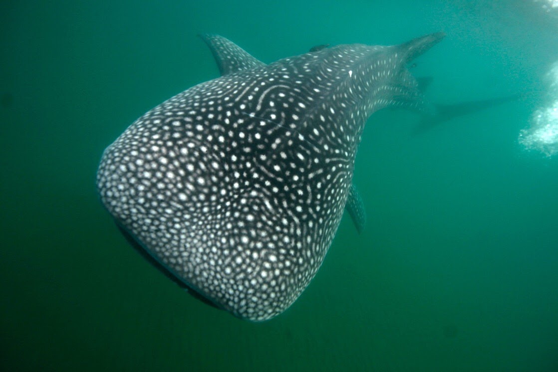 whale shark sea of cortez diving