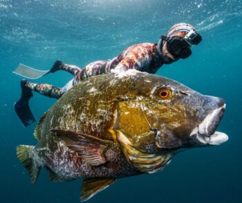 mag bay spearfishing adventures