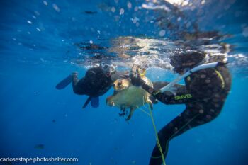 freeing a sea turtle in baja mexico