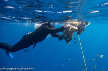 freeing a sea turtle in baja mexico