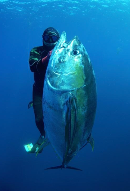 Catch Bags – Blue Tuna Spearfishing Co